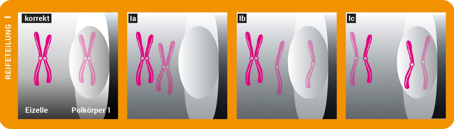 Biomax Chromosomen Durcheinander In Der Eizelle Max Wissen De